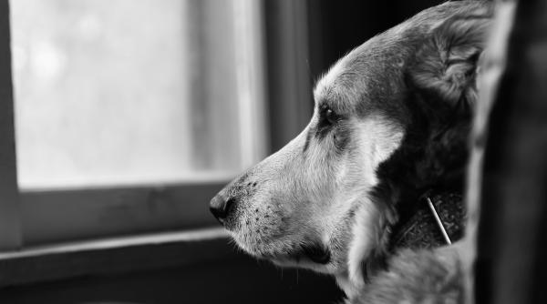 gesturi pe care cainii le urasc afla ce nu trebuie sa mai faci