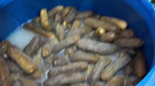 patru restaurante socului inchise de anpc imagini cu dezastrul gasit de inspectori prin bucatarii