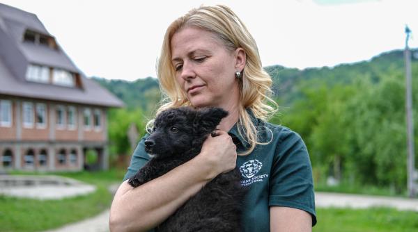 caini si pisici din llfov ingrijire medicala gratuita