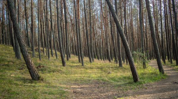 padure din suceava infestata cu intentie garda forestiera a depus sesizare penala