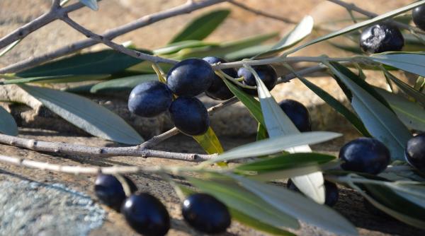 trucul spaniolilor pentru a scapoa de facturile uriase la gaz si electricitate samburii de masline folositi drept combustibil