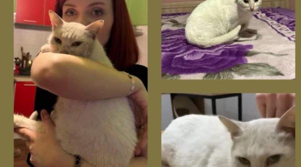 o pisica pierduta in sibiu gasita de stapana dupa 5 ani miracolele exista