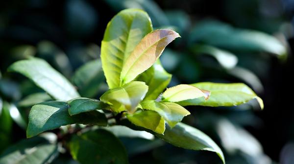 planta care vindeca 99 de boli lidia fecioru are multiple propritati terapeutice in trecut se credea ca alunga energiile negative si spiritele rele