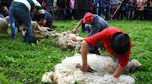 dorul cu reminiscente stramosesti despre folclorul pastoral si balada miorita