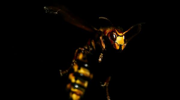 un barbat din alba a murit dupa ce l a intepat in cap un gargaun