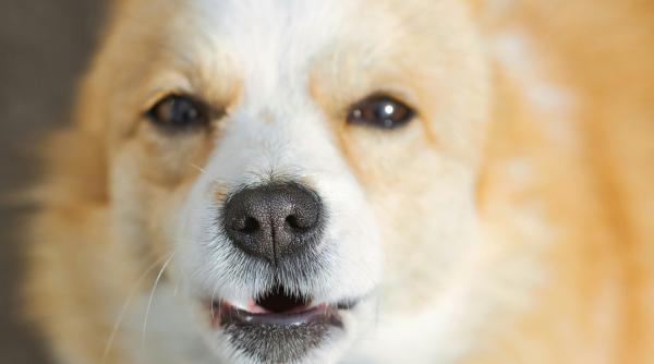 caz grav de cruzime la navodari caine legat de o masina si tras prin oras video