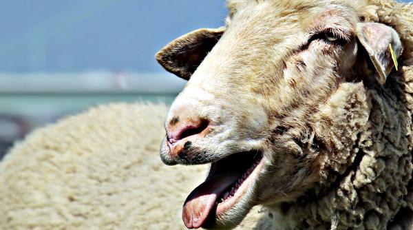 ciobanii protesteaza la bucuresti contra eutanasierii oilor ansvsa negociaza in iordania exportul de ovine