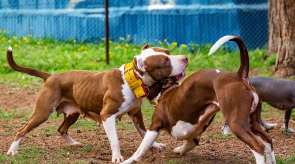 adapost ilegal de caini de lupta descoperit in maramures