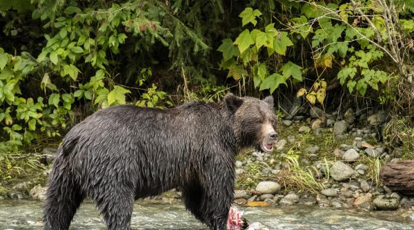baiat de 14 ani atacat de urs in judetul arges pe transfagarasan