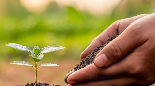 mister din biblie deslusit dupa plantarea unei seminte vechi de 1 000 de ani ce a iesit este total neasteptat