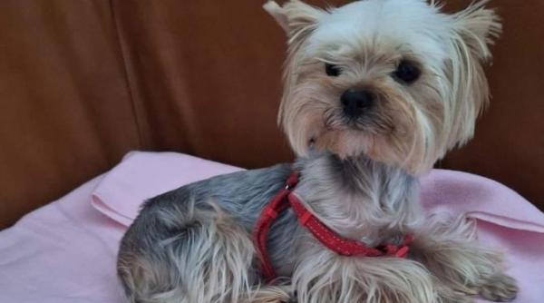 catel abandonat gasit de politisti impreuna cu hrana si carnetul de sanatate microcipul nu este din romania