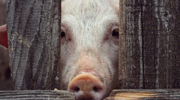 scandal la rspca chitaristul de la queen isi da demisia din cauza problemelor de bunastare a animalelor