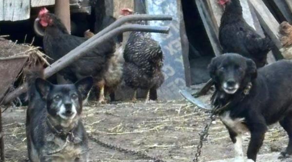 tinerea cainilor interzisa si in romania atata tristete si viata de chin nu am vazut in 20 ani de salvare