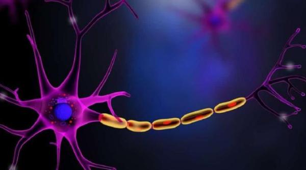 explorarea mecanismelor peptidei pe 22 28