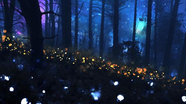 inca o specie de licurici trecuta pe lista celor pe cale de disparitie principalii factori