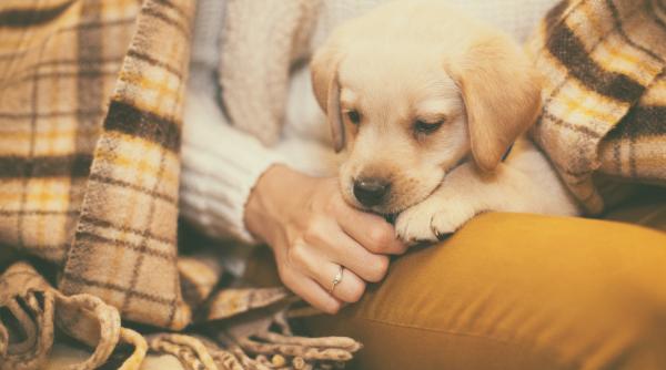 rasa de caini prietenoasa cu oamenii de toate varstele ce trebuie sa stii
