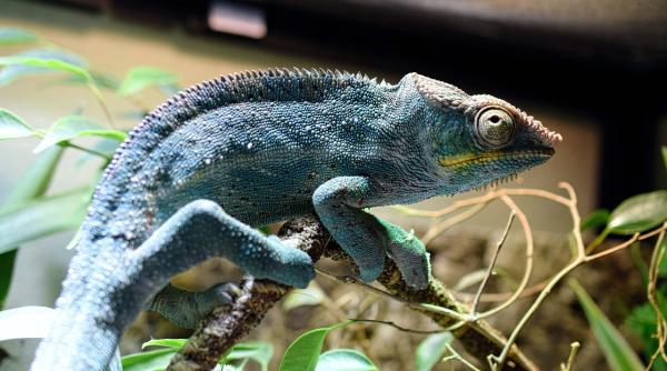 animalele de companie ale familiei regale britanice despre care putina lume stie cine a fost preferatul printului william