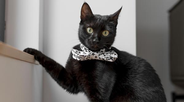 de ce au pisicile probleme de comportament ce trebuie sa faci