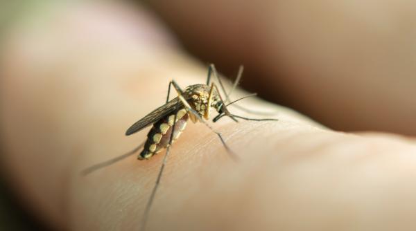 peste 12 milioane de cazuri confirmate cu febra dengue oms lanseaza un plan global de combatere