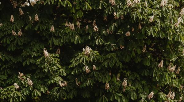 castanii au inflorit a doua oara intr un oras din romania ce se ascunde in spatele acestui fenomen