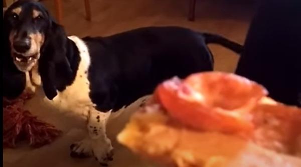 ce a facut un caine pentru a si convinge stapanul sa i dea o felie de pizza se opreste doar cand obtine ce vrea video