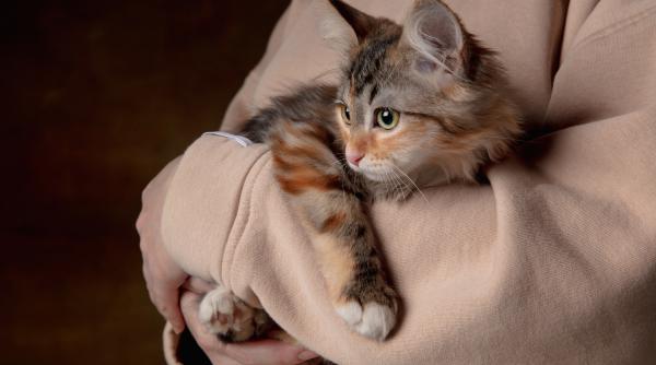 cum sa fii un proprietar de pisici responsabil 9 reguli de aur pe care trebuie sa le respecti