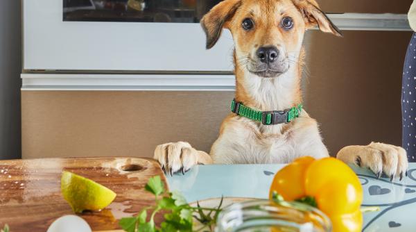 ce trebuie sa faci atunci cand animalul de companie iti distruge casa