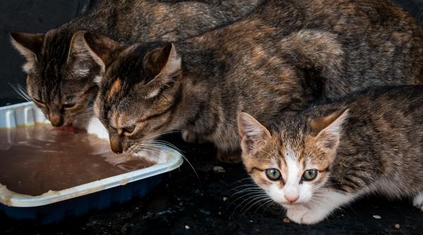 cat de importanta este sterilizarea pisicilor de pe strada