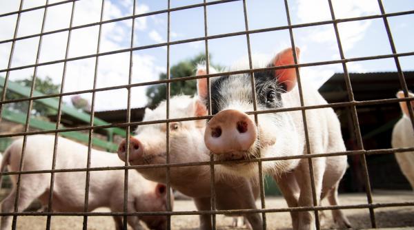 24 000 de porci dintr o ferma din romania vor fi ucisi este a treia oara in 6 ani cand ferma trece prin asta