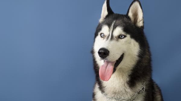 cruzime asupra unui caine in chitila barbatul care a injunghiat un husky cercetat sub control judiciar