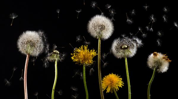 cum poti folosi papadia beneficiile miraculoase ale plantei