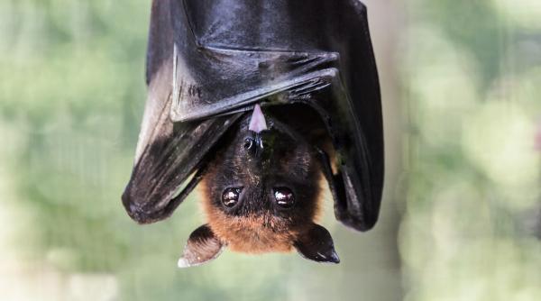 ce poti face atunci cand gasesti un liliac cat de importanta este conservarea speciei