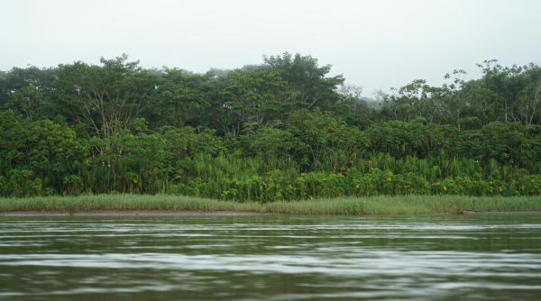 o asezare coloniala misterioasa a fost gasita in padurea amazoniana
