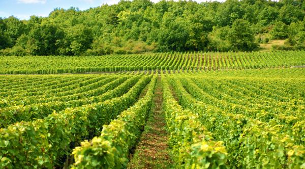 viticultorii francezi apel catre parlamentari pentru reducerea fiscalitatii viile devin un cadou otravit pentru urmasi