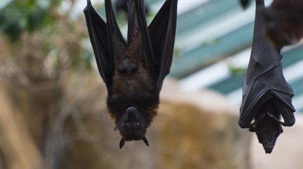 cum a evadat un liliac de la o gradina zoo din germania