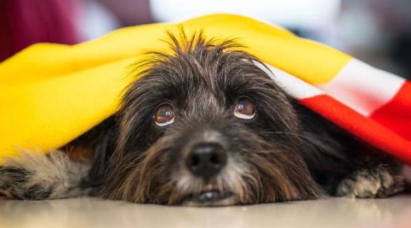 rasele de caini predispuse la cancer