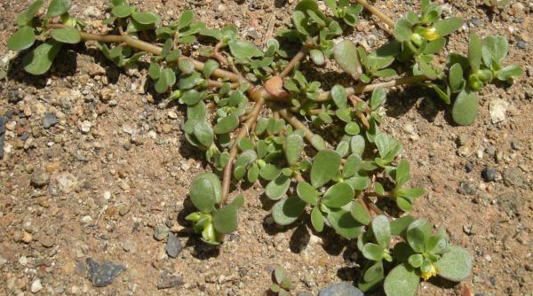 ce e portulaca si ce beneficii are pentru sanatate in alte tari se foloseste des
