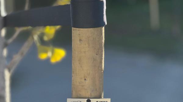 al saptelea parc plantati in amintire melania medeleanu e un loc in care amintirile raman vii prin povestile celor care ne au marcat vietile