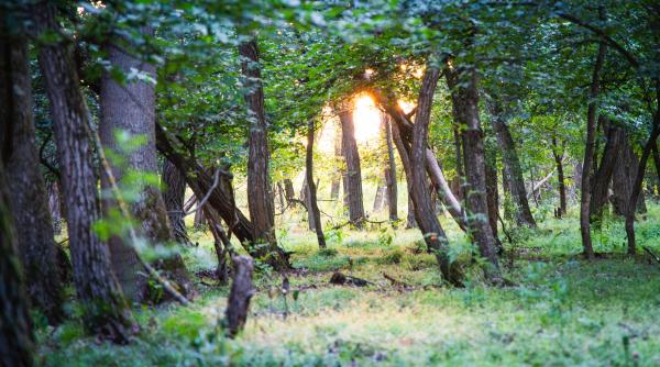 au fost facute primele plantari la centura verde bucuresti ilfov alex gavan din 2017 am visat la acest moment