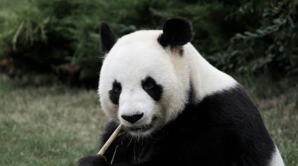 doi ursi panda de la o gradina zoologica s au dovedit a fi doar doi caini chow chow pictati ca panda video viral