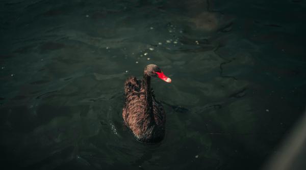 palada candidatul out la prezidentiale 2024 exista o singura necunoscuta cu unul dintre cei din cursa chirieac iata ca avem o sansa uriasa