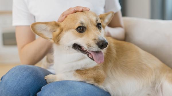 caini cu picioare scurte care te vor cuceri imediat si iti vor deveni cei mai buni prieteni