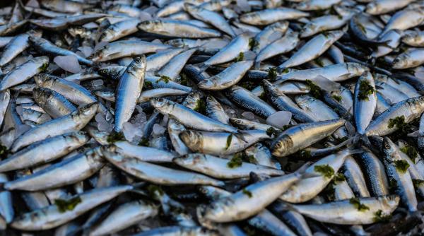 de ce miroase greu pestele capturat in dunare si delta dunarii