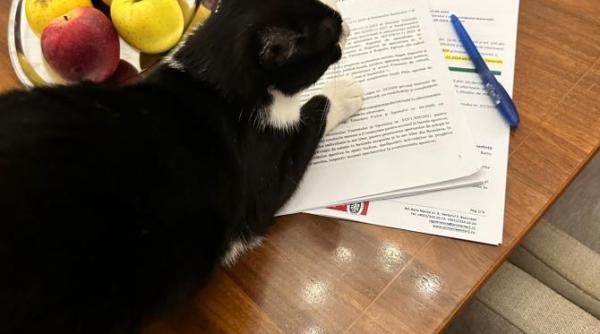 sobolanii fug din sectorul 1 noul lor sef e o pisica adoptata