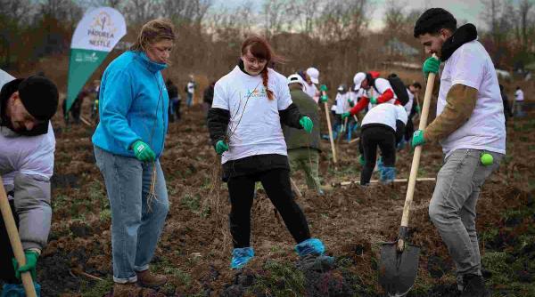 proiectul nestl padurea de miere ajunge la 110 000 de copaci plantati in sudul romaniei