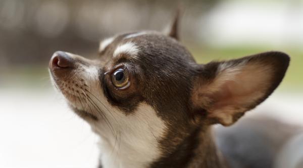 6 rase de caini care nu pot tolera vremea rece