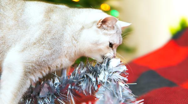 cat de periculoasa e beteala pentru animale iata ce trebuie sa stii