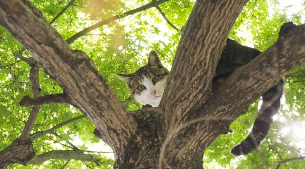 de ce raman pisicile blocate in copaci ce trebuie sa faci