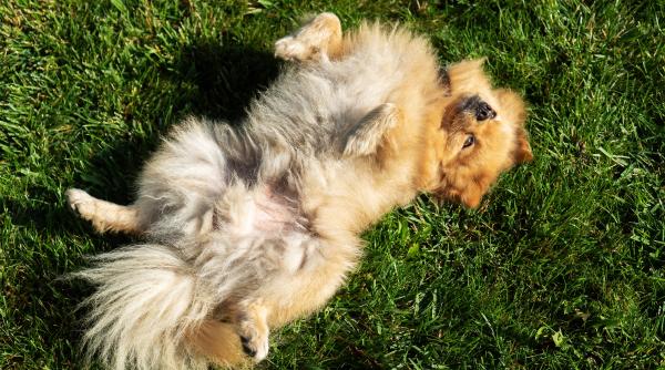 de ce se rostogolesc cainii in iarba