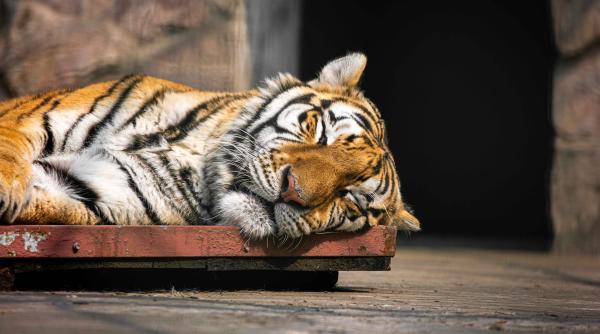 incident la gradina zoologica pitesti un angajat a fost ucis de un tigru